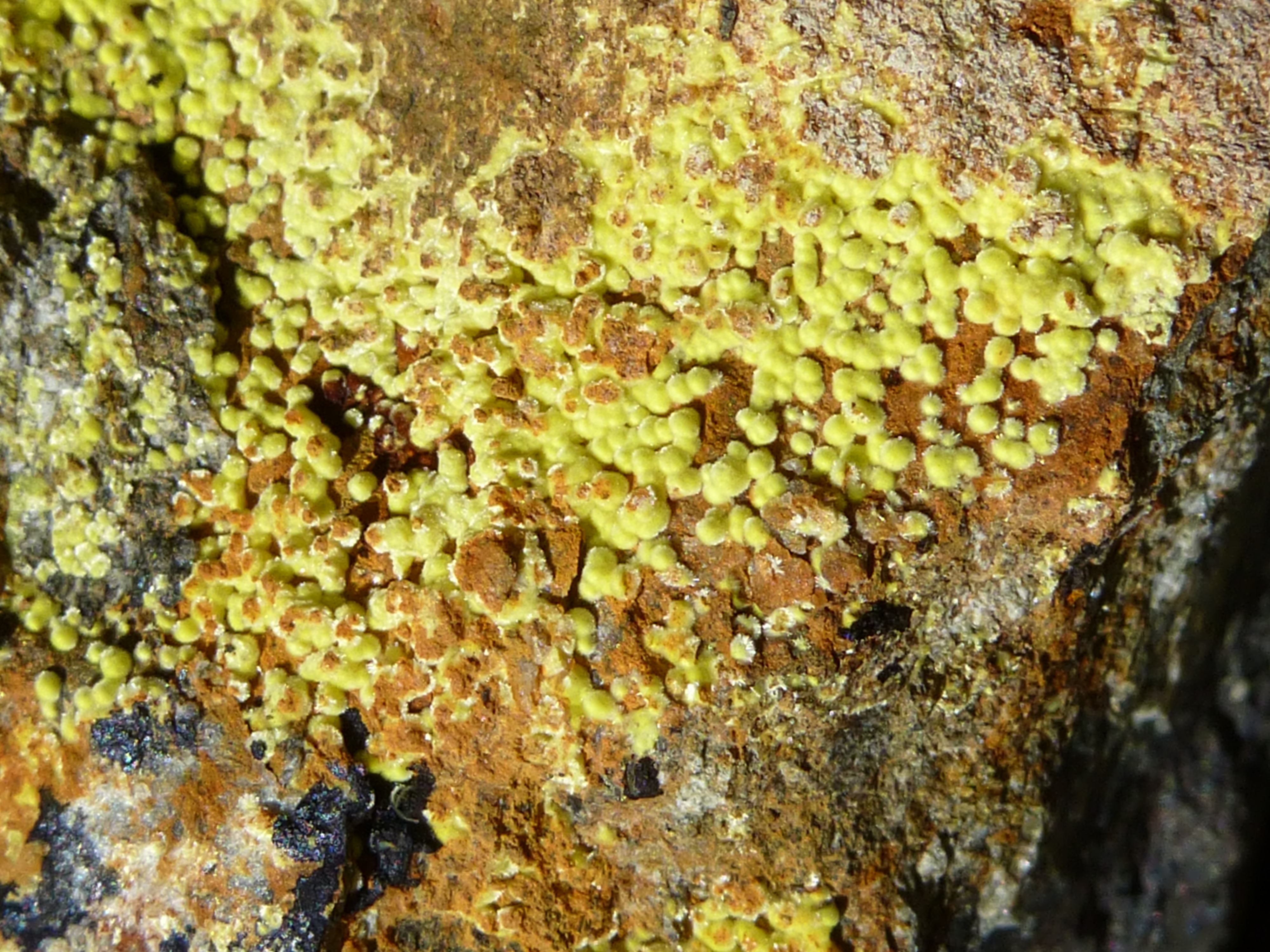 Uranophan